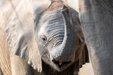 Junger Elefant grüßt den Fotografen