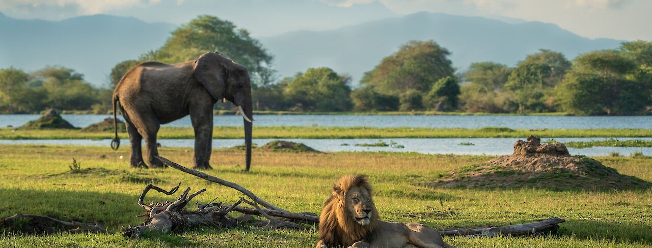 Malawi Elefant und Löwe im Liwonde-Nationalpark - Central African Wilderness Safaris