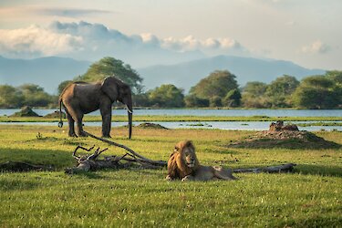 Malawi Elefant und Löwe im Liwonde-Nationalpark - Central African Wilderness Safaris