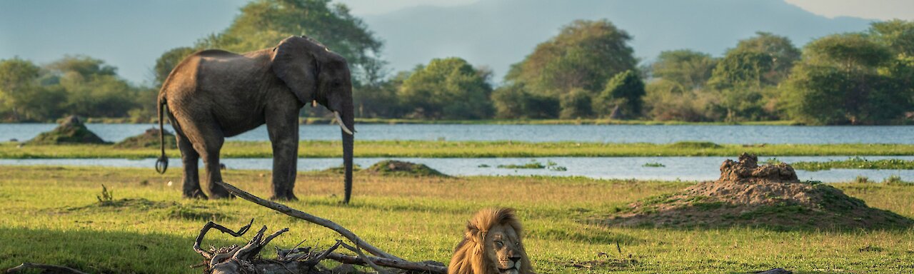 Malawi Elefant und Löwe im Liwonde-Nationalpark