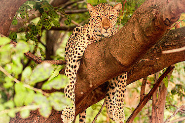 South-Luangwa-Nationalpark Leopard