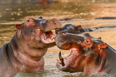 South-Luangwa-Nationalpark Flusspferde