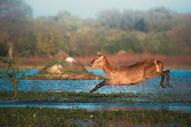Waterbuck im Fluss
