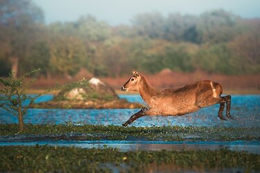 Waterbuck im Fluss  Central African Wilderness Safaris