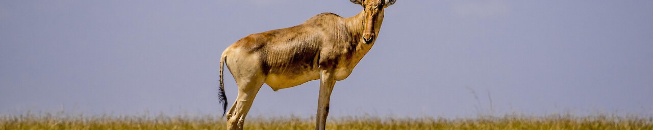 Kuhantilope steht auf Felsen mit einem Zebra in Hintergrund
