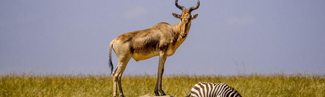 Kuhantilope steht auf Felsen mit einem Zebra in Hintergrund