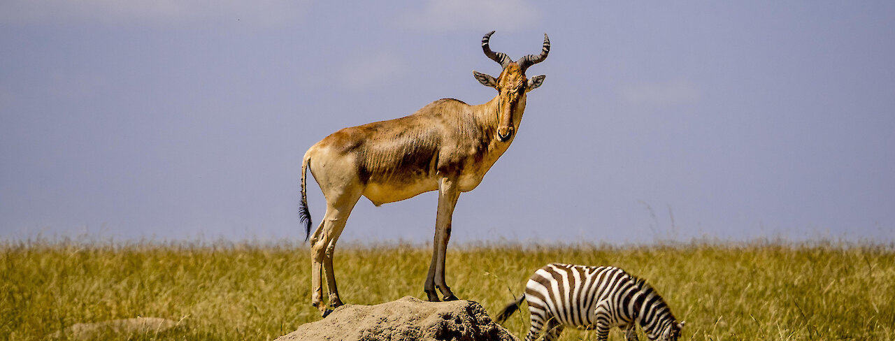 Kuhantilope steht auf Felsen mit einem Zebra in Hintergrund