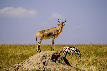 Kuhantilope steht auf Felsen mit einem Zebra in Hintergrund