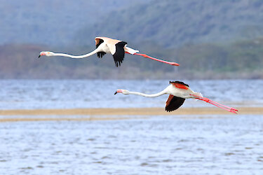 Flamingos im Flug über dem Nakurusee