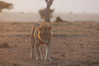 Löwe in der Massai-Mara