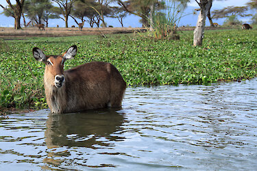 Weiblicher Waterbuck im Fluss