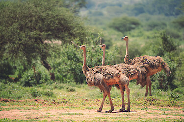 Drei Vogelstrauße im Amboseli-Nationalpark