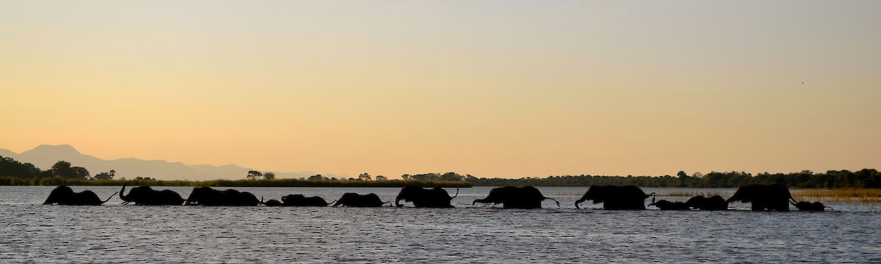 Elefanten waten durch den Fluss Liwonde