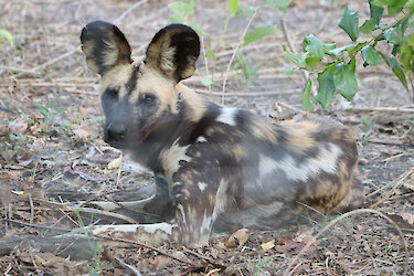 Afrikanischer Wildhund im Majete-Wildschutzgebiet