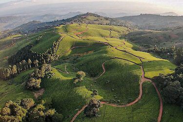 Teeplantagen des Satemwa Tea Estates aus der Luftperspektive