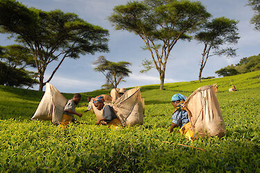 Teeernte im Satemwa Tea Estate