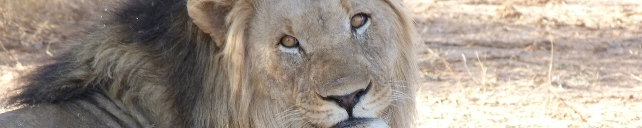 Löwe mit Jungen im Khwai-Konzessionsgebiet in Botswana