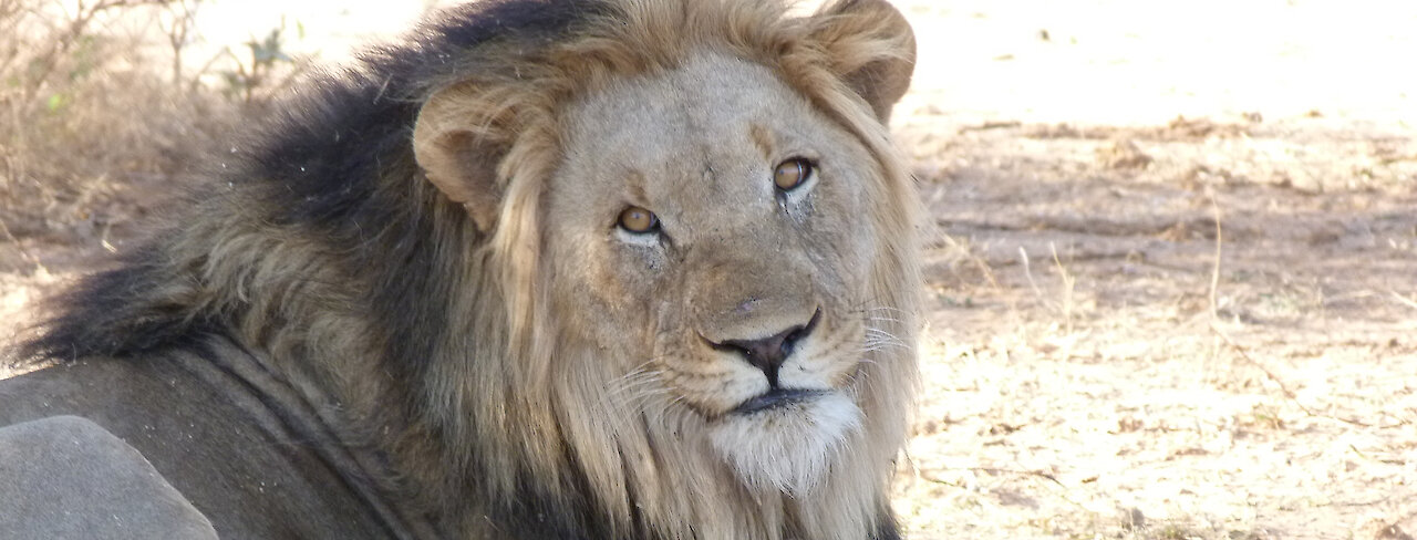 Löwe mit Jungen im Khwai-Konzessionsgebiet in Botswana
