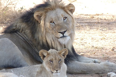 Löwe mit Jungen im Khwai-Konzessionsgebiet in Botswana