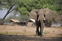 Zambezi African Bush Camp