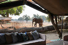 Zambezi African Bush Camp elefanten im camp