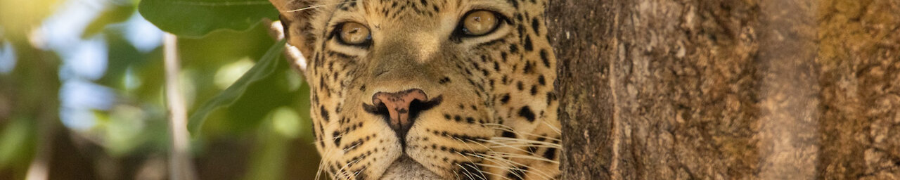 Leopard sitzt in einer Astgabel