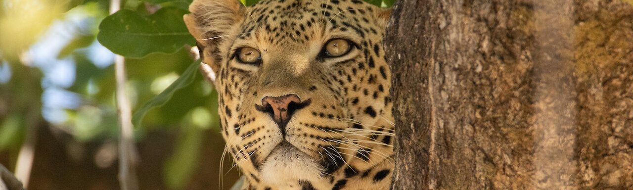 Leopard sitzt in einer Astgabel