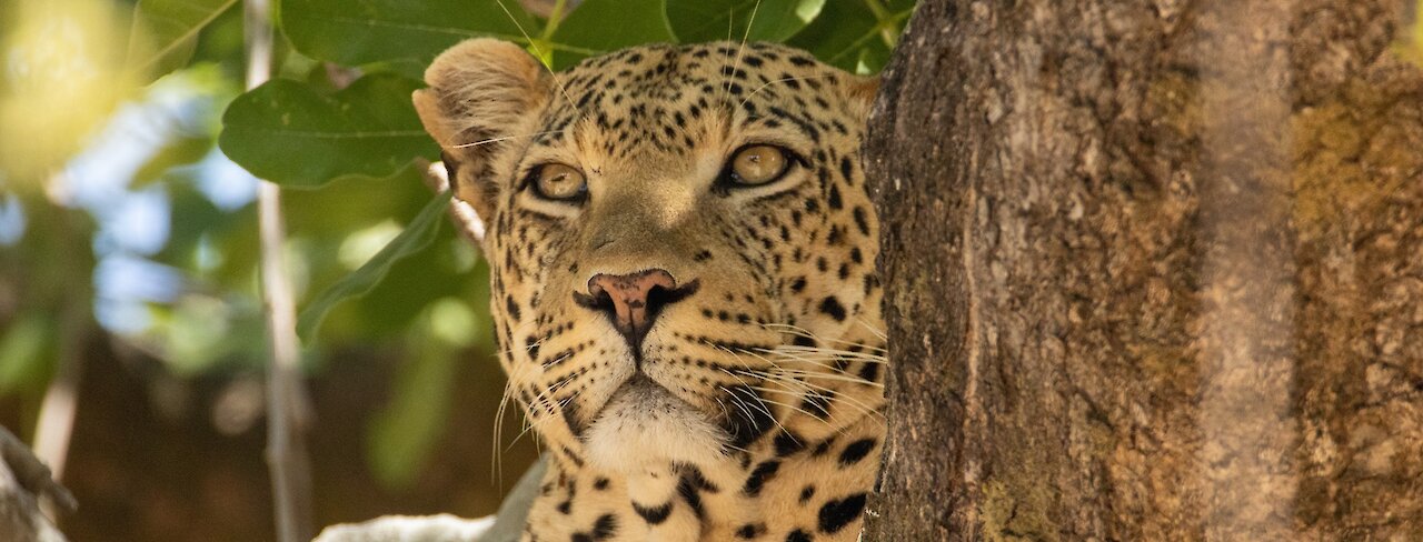 Leopard sitzt in einer Astgabel