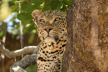 Leopard sitzt in einer Astgabel