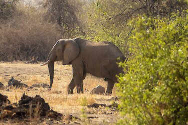 Elefant hinter einem Busch