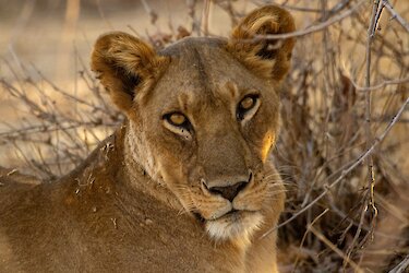 Löwe im Ruaha-Nationalpark