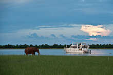 Bumi Hills Lady Jacqueline Elefant am Ufer Lake Kariba