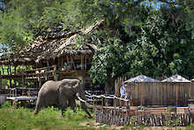 Nyamatusi Camp Elefant vor Hauptgebäude