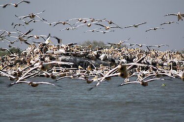 Tag 4: Die faszinierende Vogelwelt des Djoudj-Nationalparks