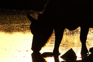 Die Silhouette eines Wasserbocks am Wasser