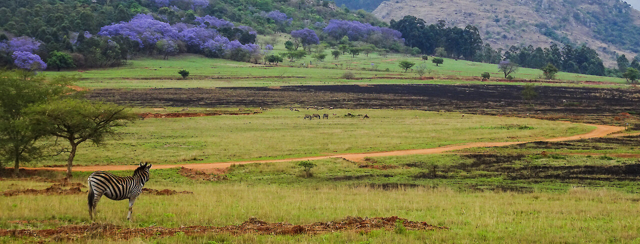 Zebra im Mantenga-Naturreservat