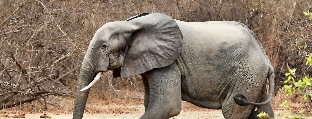 Elefant im Mole-Nationalpark