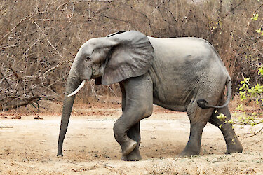 Elefant im Mole-Nationalpark