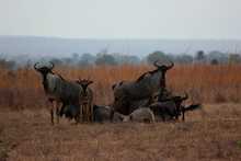 Gnus in der Savanne