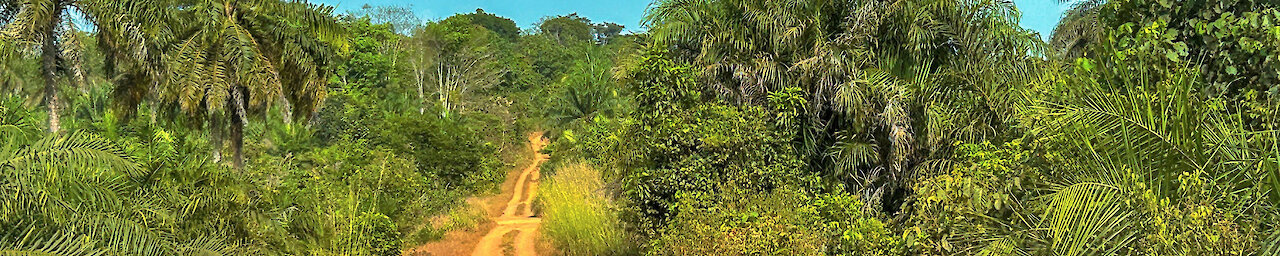 Sandstraße zwischen Palmen