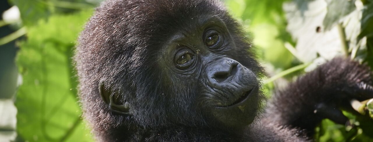 Baby Gorilla beim Gorilla-Trekking im Bwindi-Impenetrable-Nationalpark - Bild von Jelena Moro Africanmag