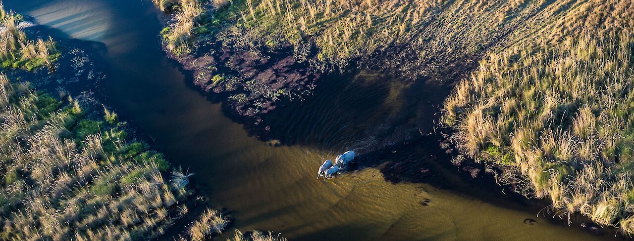 Luftaufnahme von Elefanten im Okavango-Delta