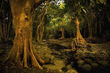 Wald im Black-River-Gorges-Nationalpark