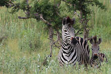 Zebras im Caprivi-Streifen