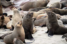 Robben bei Swakopmund
