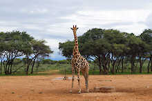 Giraffe am Waterberg