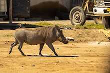 Warzenschwein im Saadani-Nationalpark
