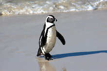 Pinguin am Strand