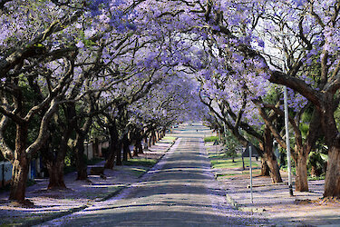 Blühende Jacaranda-Bäume am Straßenrand