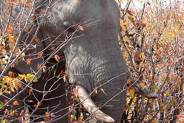 Elefant zwischen Zweigen
